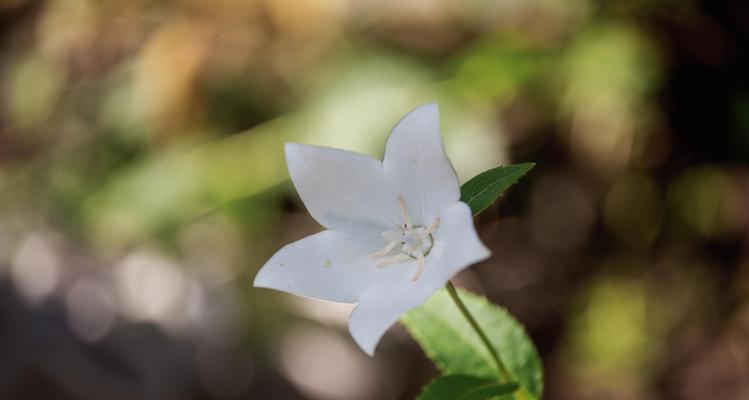 揭秘植物学（解析桔梗花的生长期）