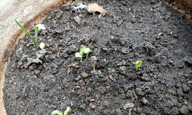 种植橘花的正确方法（掌握橘花种子发芽时间）