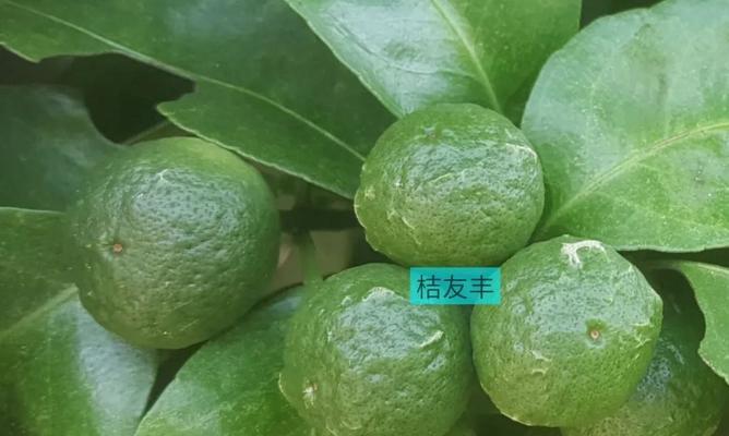 橘子病虫害防治技术（有效预防橘子病虫害的方法及措施）