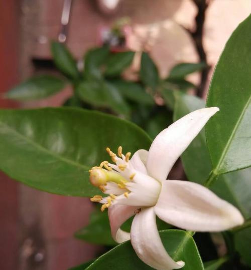 橙子开花结果的生长过程（探究橙子如何开花结果及其影响因素）