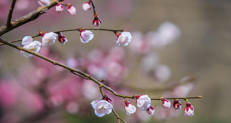 梅花之美（梅花的含义与寓意与生活的启示）