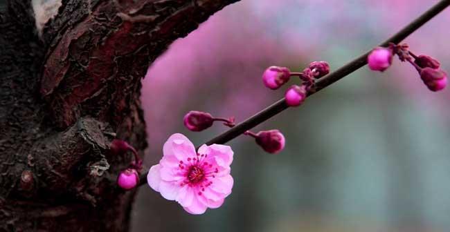 梅花的寓意与象征意义（傲雪凌霜的永恒之美）