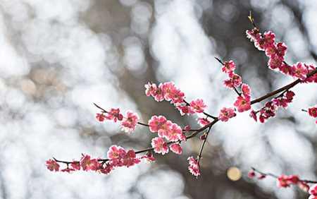 梅花的寓意与花语（探寻梅花之美与意义）