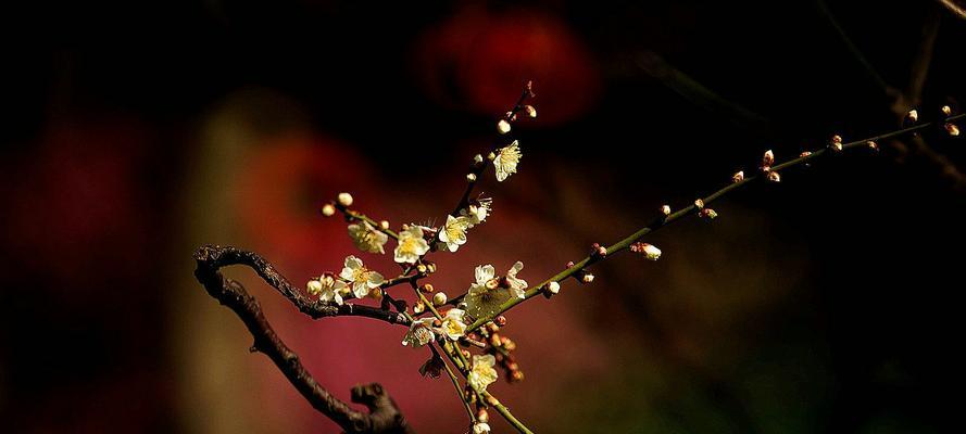 梅花花语的象征与意义（梅花的生命力与坚韧品质）