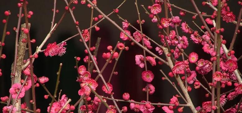 梅花——生命之美（傲雪寒梅）