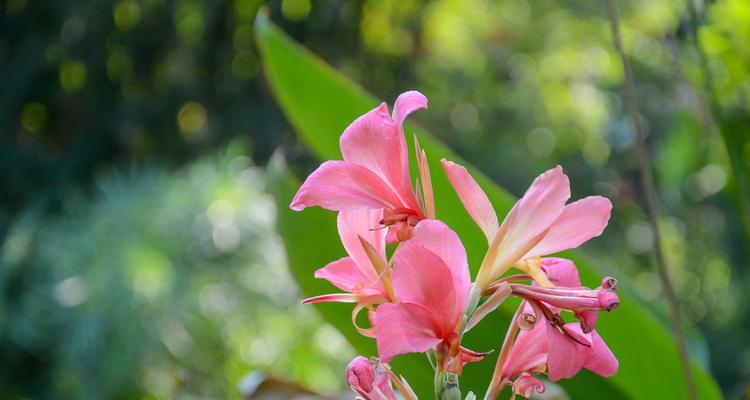 美人蕉花语（探索美人蕉花的寓意与象征意义）