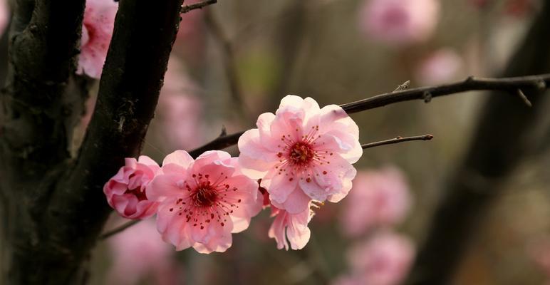 美人梅花语之寓意与传承（追寻美人梅的花语）