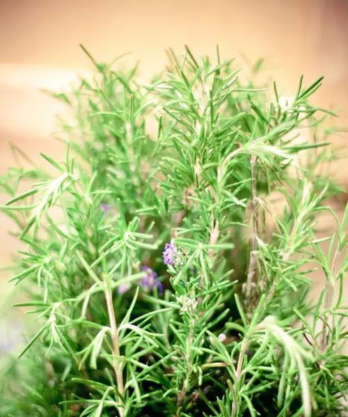 迷迭香的花语和传说（探寻迷迭香花的内涵与神秘）