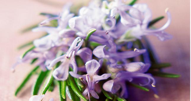 迷迭香的花语和传说（探寻迷迭香花的内涵与神秘）