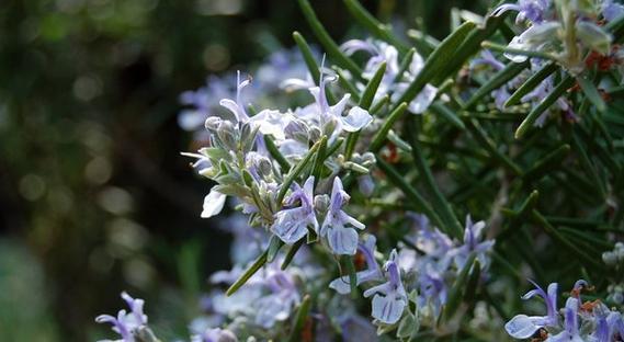 迷迭香花语（揭示迷迭香的花语秘密）