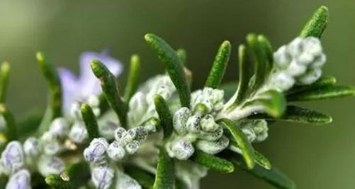 迷迭香花语（揭示迷迭香的花语秘密）