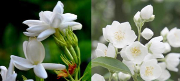 茉莉花的花语与寓意（以茉莉花的香气传达温暖与纯洁）