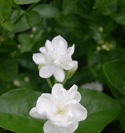 茉莉花的花语与意义（传递爱与纯真的花朵——茉莉花的花语与象征）