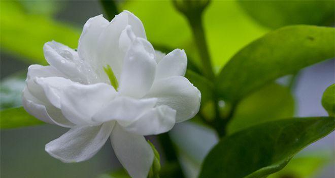 茉莉花的花语与意义（传递爱与纯真的花朵——茉莉花的花语与象征）