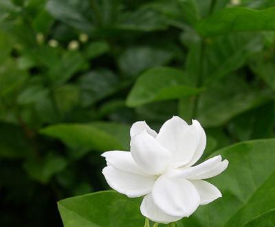 茉莉花语（茉莉花的花语是什么意思）