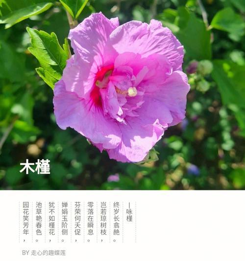 木槿花（木槿花的花语与象征意义解析）