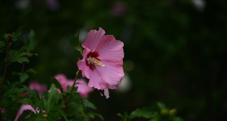 木槿花的花语与象征意义（探寻木槿花的深层寓意与内涵）