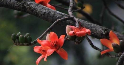 木棉花的寓意与花语（木棉花的寓意及其在生活中的象征意义）