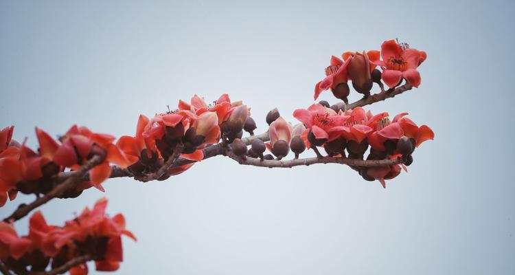 木棉花的花语与寓意（送给不同人的木棉花）