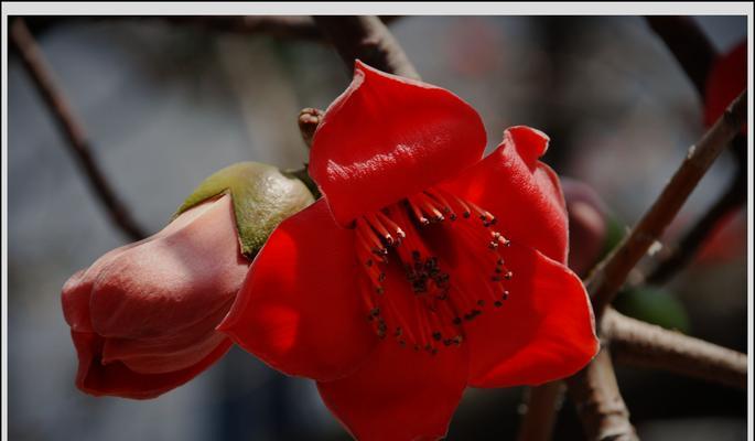 木棉花花语及其寓意（探索木棉花的美丽与意义）