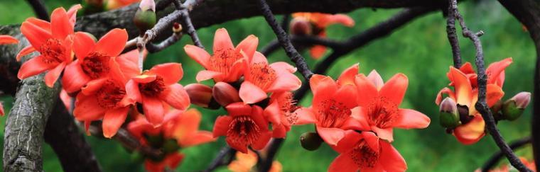 木棉花（以花为媒）