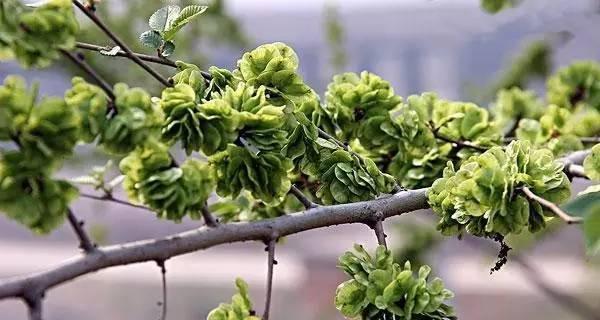 耐盐碱植物（探索逆境生物学中的典型代表和适应机制）