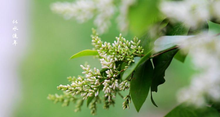 女贞花语之美（用女贞花的花语传递爱与祝福）