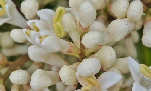 女贞花语之美（用女贞花的花语传递爱与祝福）