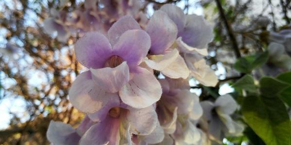 泡桐花的花语与寓意（赏泡桐花）