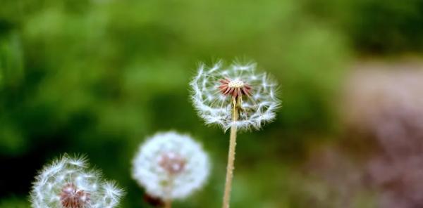 蒲公英花语与象征（揭秘蒲公英的意义与寓意）