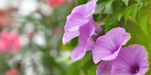 牵牛花的花语和寓意（探索牵牛花的神秘之处）