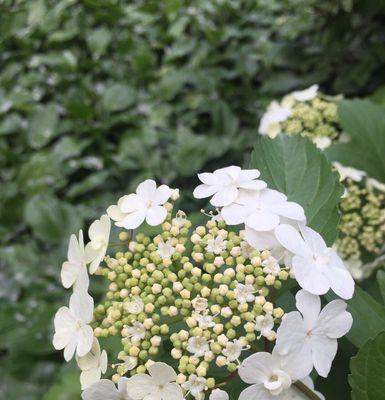 琼花开放时间及魅力详解（探秘琼花的开花季节和花期）