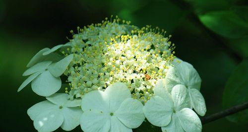 琼花之美（探寻琼花的神秘色彩）