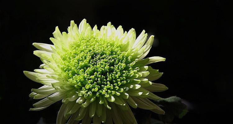 秋菊开花时间有多久（探究秋菊的花期和特点）