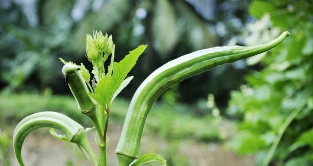 秋葵的采摘时间和收获季节（了解秋葵的生长特点）