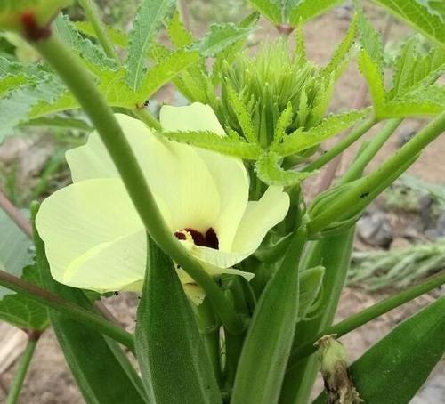 秋葵生长期多长时间（从种植到丰收的全过程）