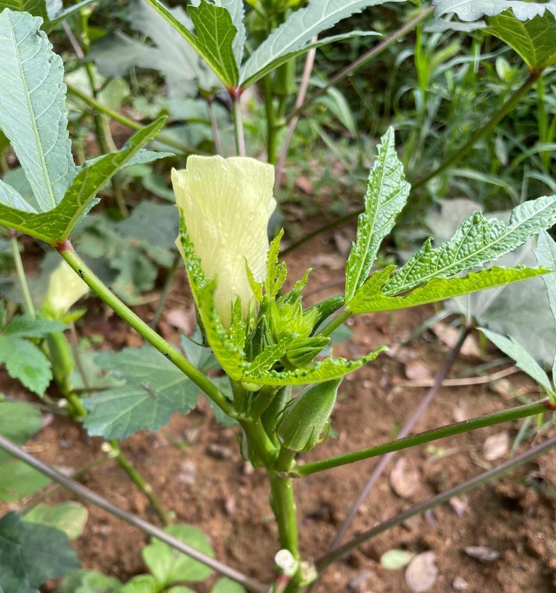 秋葵种植的最佳时间（种植季节的选择与注意事项）