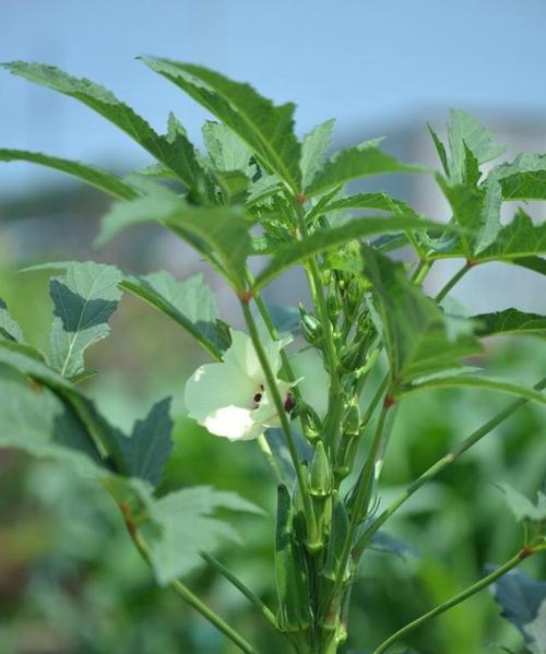 如何合理安排秋葵种植间距？