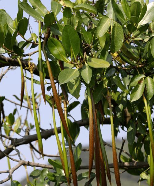 秋茄是否为裸子植物（探究秋茄的植物分类）