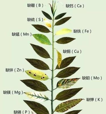 秋日胭脂月季的优缺点（品种特点）