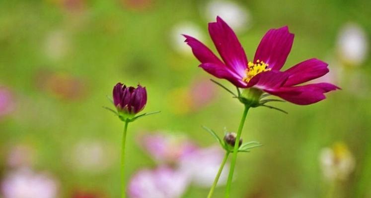 秋日花园，开启缤纷花海（适合种植的秋季花卉及养护技巧）