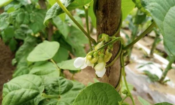 秋芸豆种植全攻略（时间）