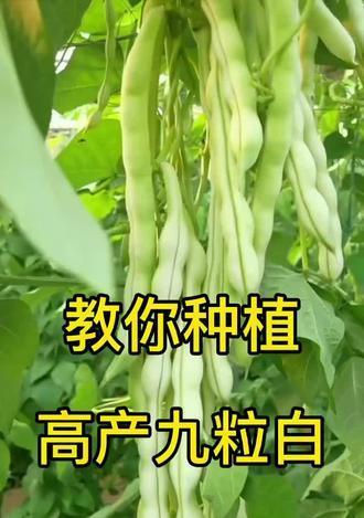 秋芸豆种植全攻略（时间）