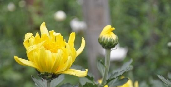 球菊的花期与赏花技巧（了解花期）