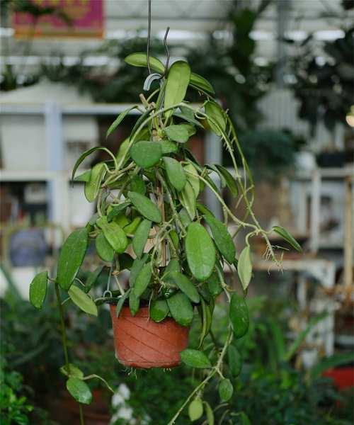 球兰——适合室内养护的多肉植物（为什么球兰是室内养护的首选）