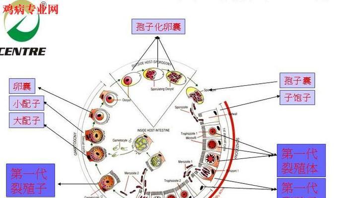 球藻的繁殖方法及时间详解（水生植物繁殖的新途径——球藻的繁殖技巧）