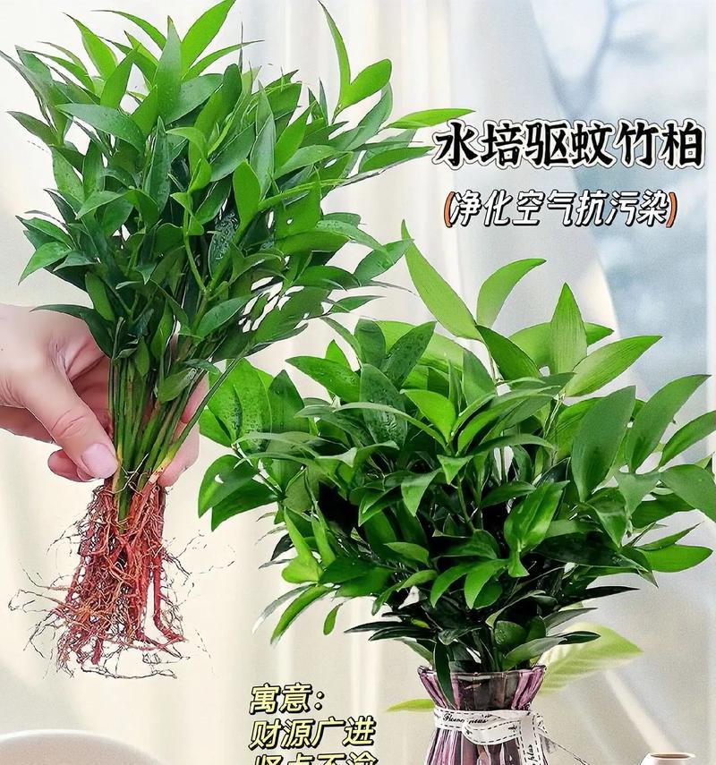 驱蚊的植物大（这些植物能让你在夏日无虞）