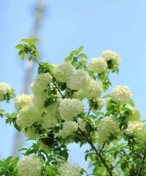 绣球花开花周期及关键因素解析（探究绣球花的生长习性及开花规律）