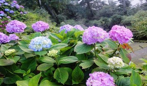 冬季养护绣球花，从这几点开始（冬天来了）