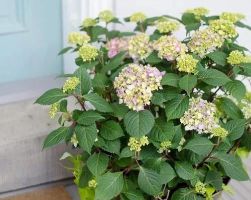 绣球花夏季养护攻略（夏天养殖方法）